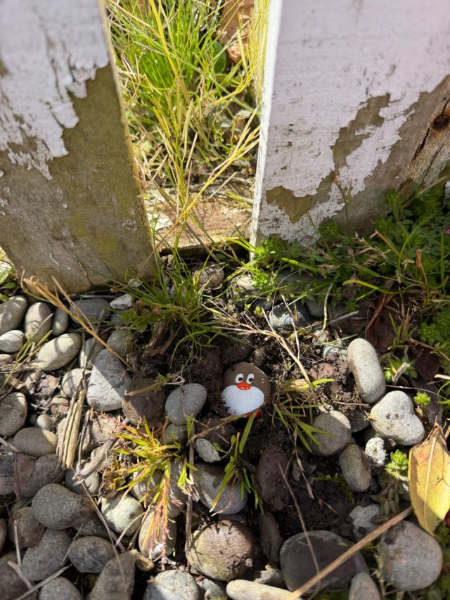 Hand-painted penguin stone #2337 hidden at Evansdale Cheese Factory, Hawksbury, New Zealand (photo 3 of 5)