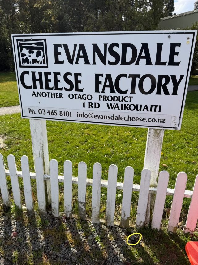Hand-painted penguin stone #2337 hidden at Evansdale Cheese Factory, Hawksbury, New Zealand (photo 5 of 5)