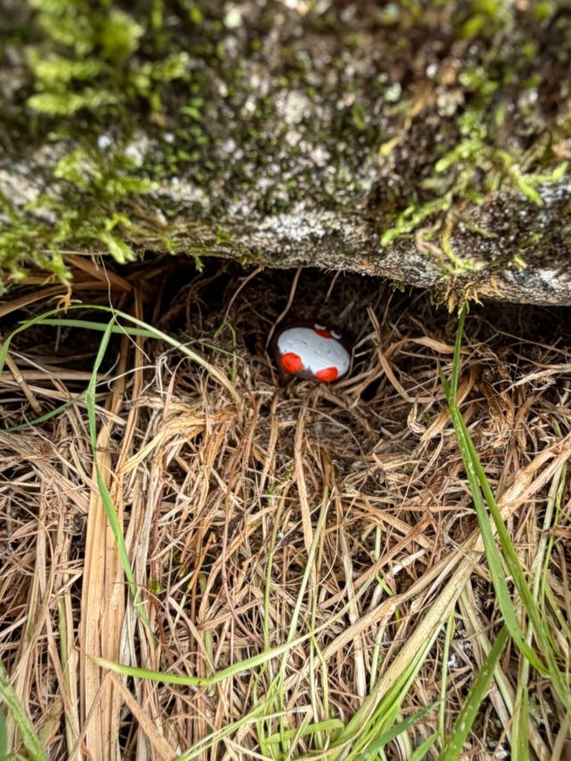Hand-painted penguin stone #2338 hidden at Milford Sound, Fiordland Community, New Zealand (photo 3 of 5)