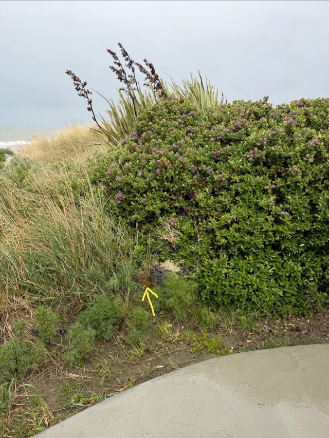 Hand-painted penguin stone #2341 hidden at Toilet and Changing Room, Kaka Point, New Zealand (photo 5 of 5)