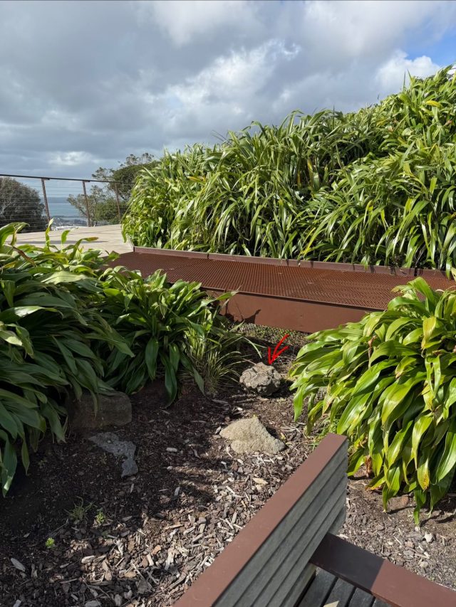 Hand-painted penguin stone #2345 hidden at Maungawhau / Mount Eden, Albert-Eden, Auckland, New Zealand (photo 3 of 5)