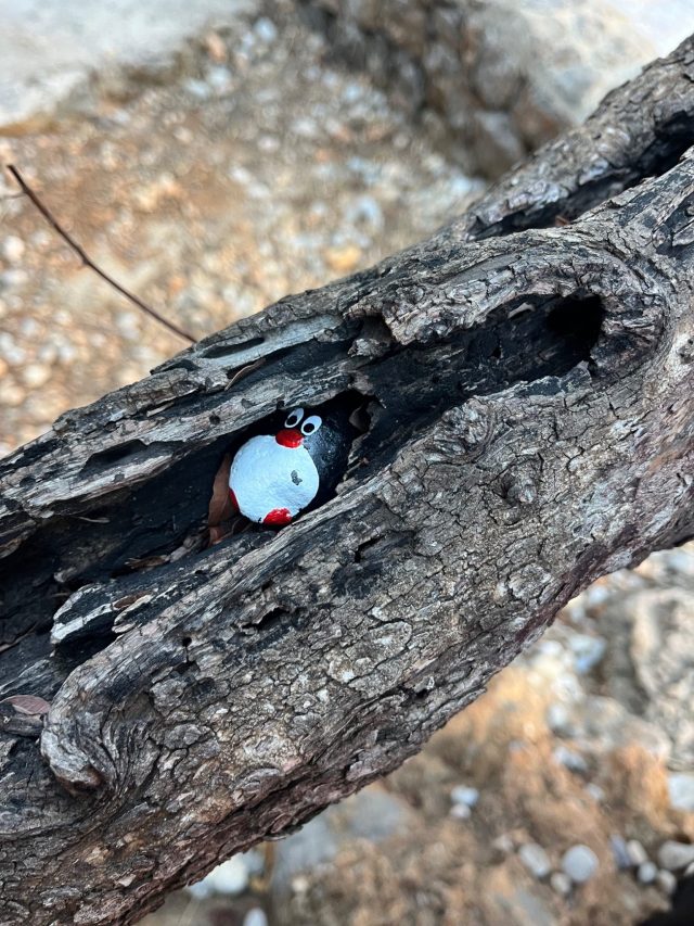 Hand-painted penguin stone #961 hidden at Tree Trunk, Sa Calobra, Spain (photo 3 of 5)