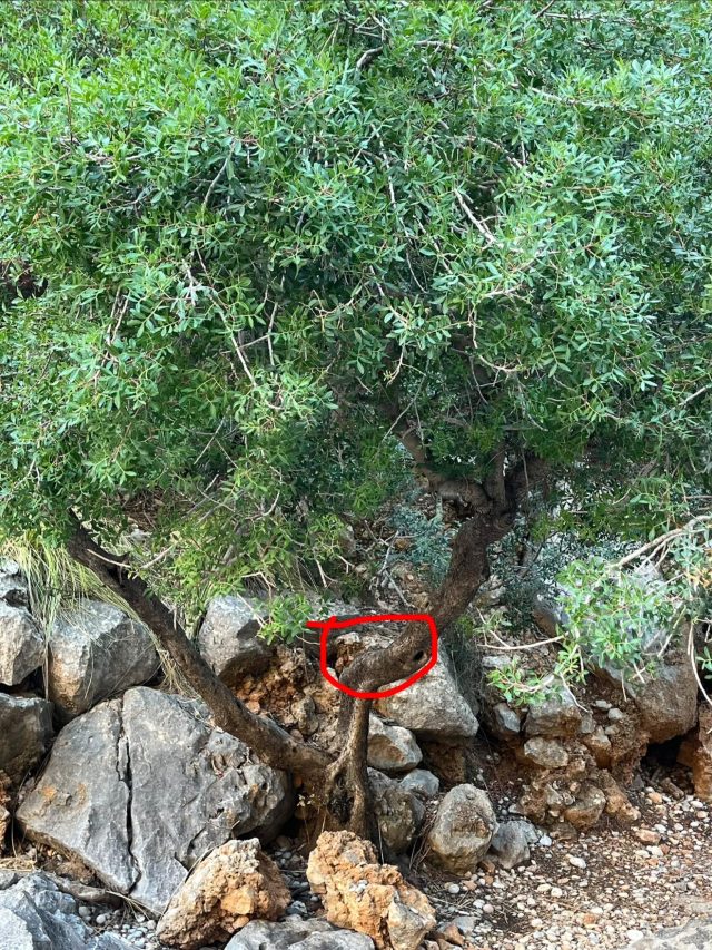 Hand-painted penguin stone #961 hidden at Tree Trunk, Sa Calobra, Spain (photo 4 of 5)