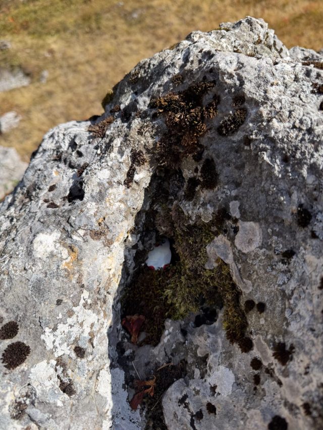Hand-painted penguin stone #1423 hidden at Jablan Lake, Durmitor NP, Montenegro (photo 3 of 5)