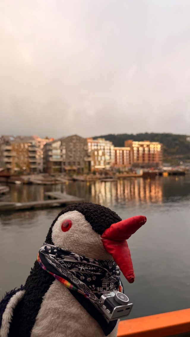 Hand-painted penguin stone #1477 hidden at Close to Oda Krohgs bro, Oslo, Norway (photo 5 of 5)