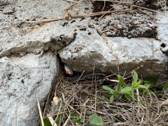 Hand-painted penguin stone #1517 hidden at Pomnik Ofiar Wojny 1941-1945, Njegusi, Montenegro (photo 3 of 4)