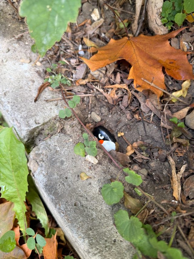 Hand-painted penguin stone #1519 hidden at Pomnik Lotnikow Polskich z 1989 r., Krakow, Poland (photo 3 of 5)
