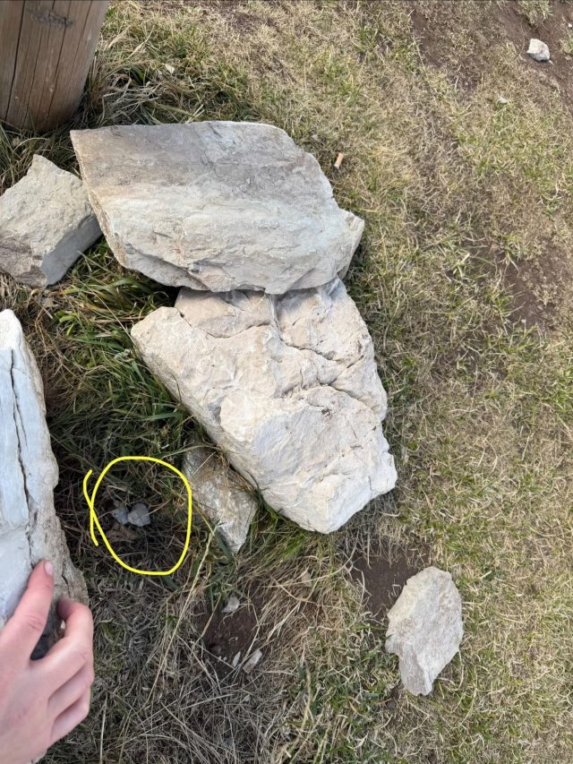 Hand-painted penguin stone #1528 hidden at Mountain Pass Sedlo, NP Durmitor, Montenegro (photo 5 of 5)