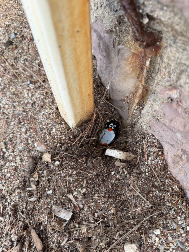 Hand-painted penguin stone #1536 hidden at Slovesnka Beach Promenade, Budva, Montenegro (photo 3 of 5)