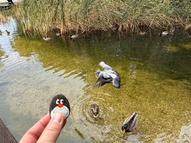 Hand-painted penguin stone #1545 hidden at Polish Airmen Park Park, Krakow, Poland (photo 3 of 4)