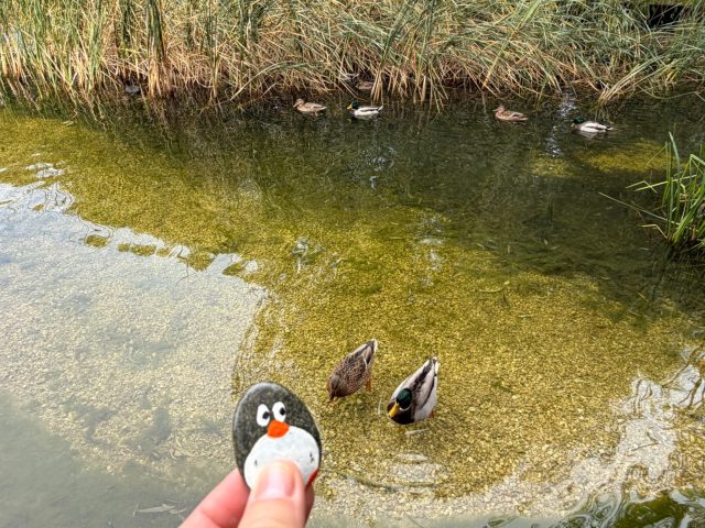 Hand-painted penguin stone #1545 hidden at Polish Airmen Park Park, Krakow, Poland