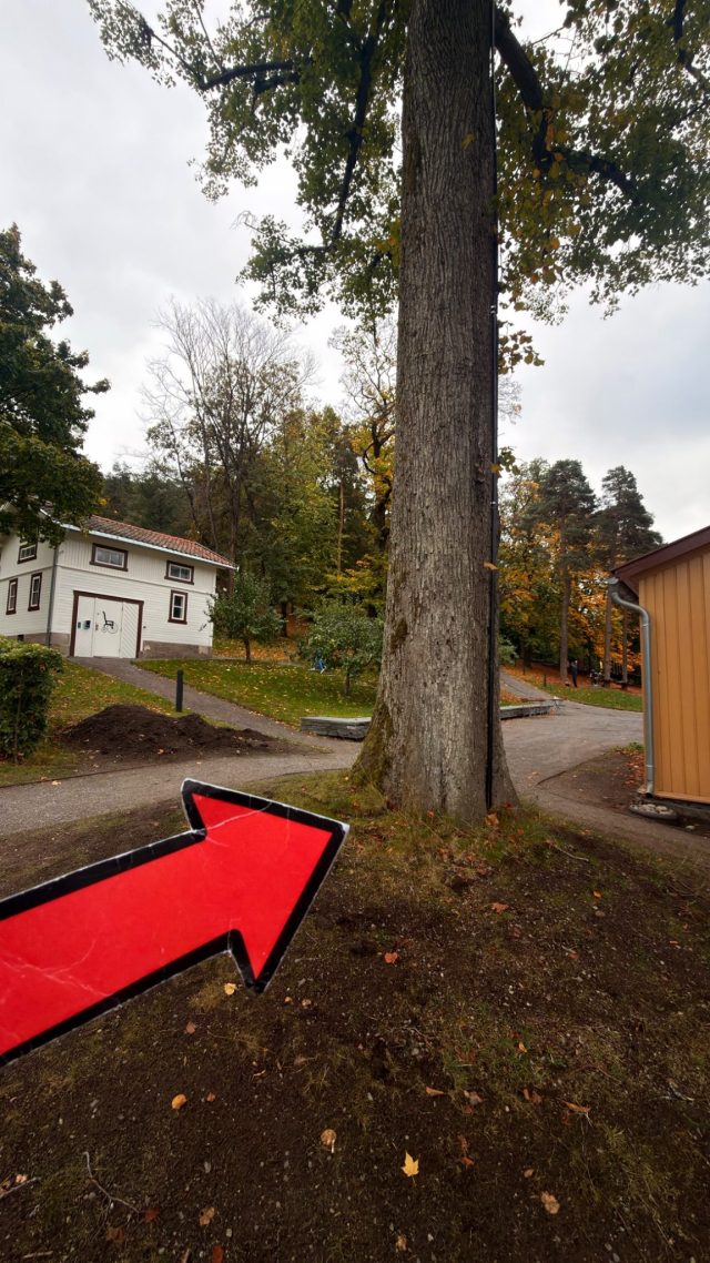 Hand-painted penguin stone #1561 hidden at Tree next to Karlsborg Spiseforretnong, Oslo, Norway (photo 2 of 5)