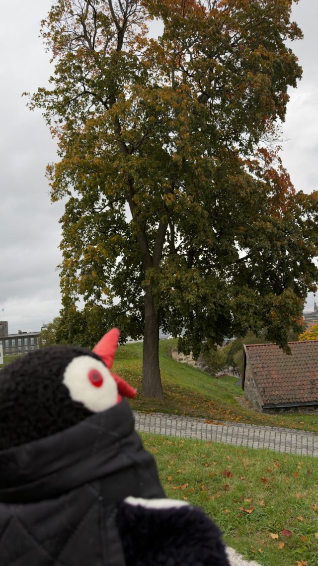 Hand-painted penguin stone #1572 hidden at Tree Trunk at Fortress, Oslo, Norway (photo 5 of 5)