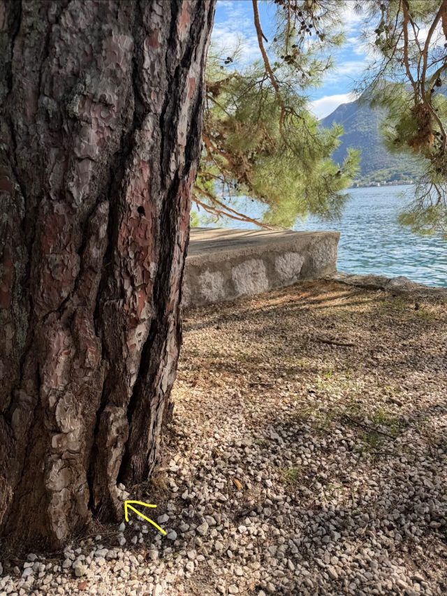Hand-painted penguin stone #1591 hidden at Perast Beach, Perast, Montenegro (photo 4 of 5)