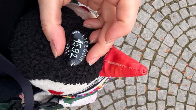 Hand-painted penguin stone #1592 hidden at Hammersborg Barnehage, Oslo, Norway (photo 3 of 5)