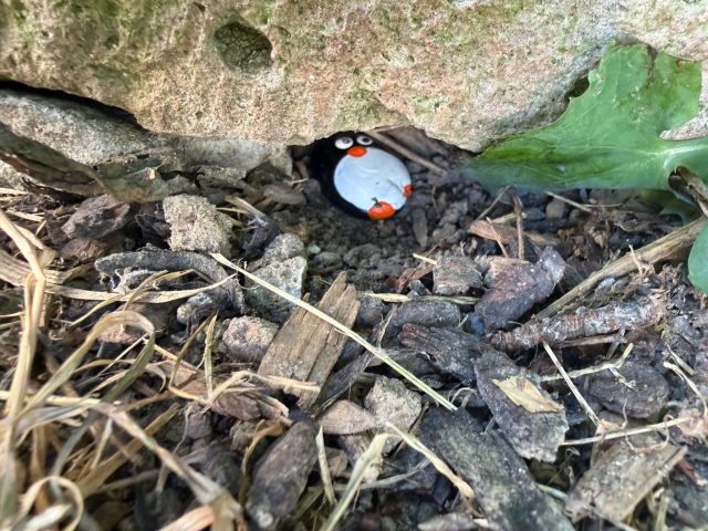 Hand-painted penguin stone #1595 hidden at Namestie sv.Trojice, Banska Stiavnica, Slovakia (photo 4 of 5)