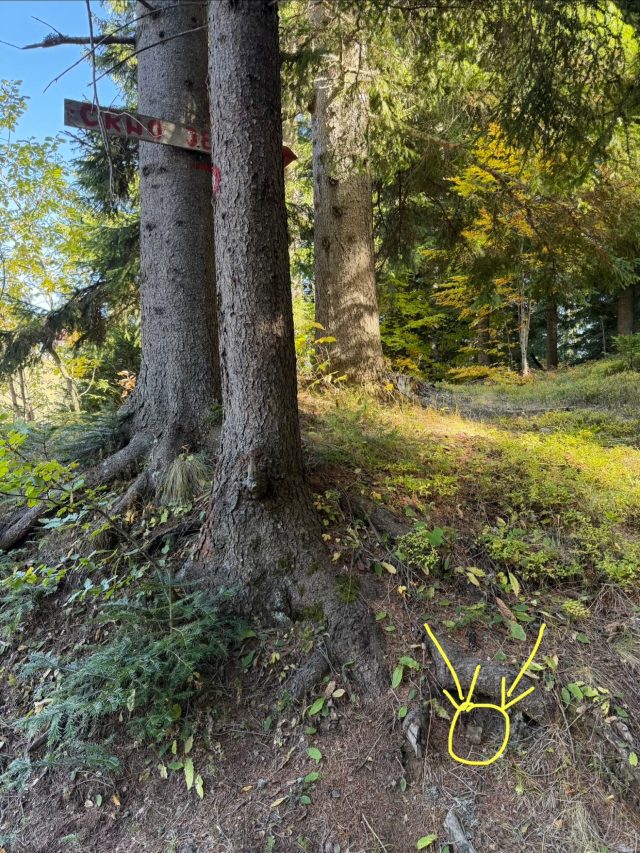 Hand-painted penguin stone #1738 hidden at By the Tree Hiking Sign, Bosaca, Montenegro (photo 3 of 5)