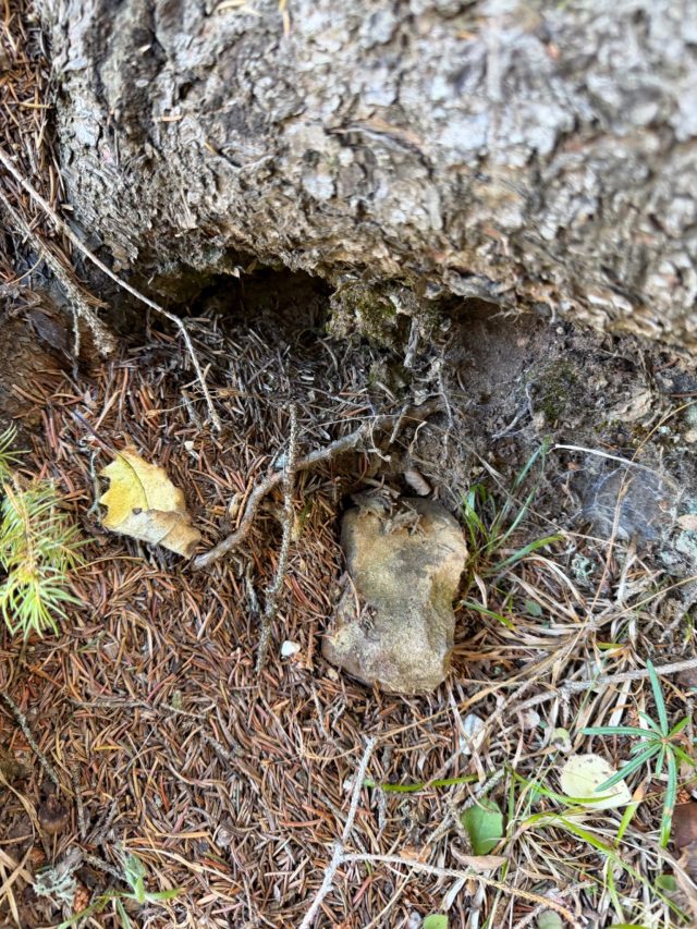 Hand-painted penguin stone #1738 hidden at By the Tree Hiking Sign, Bosaca, Montenegro (photo 4 of 5)