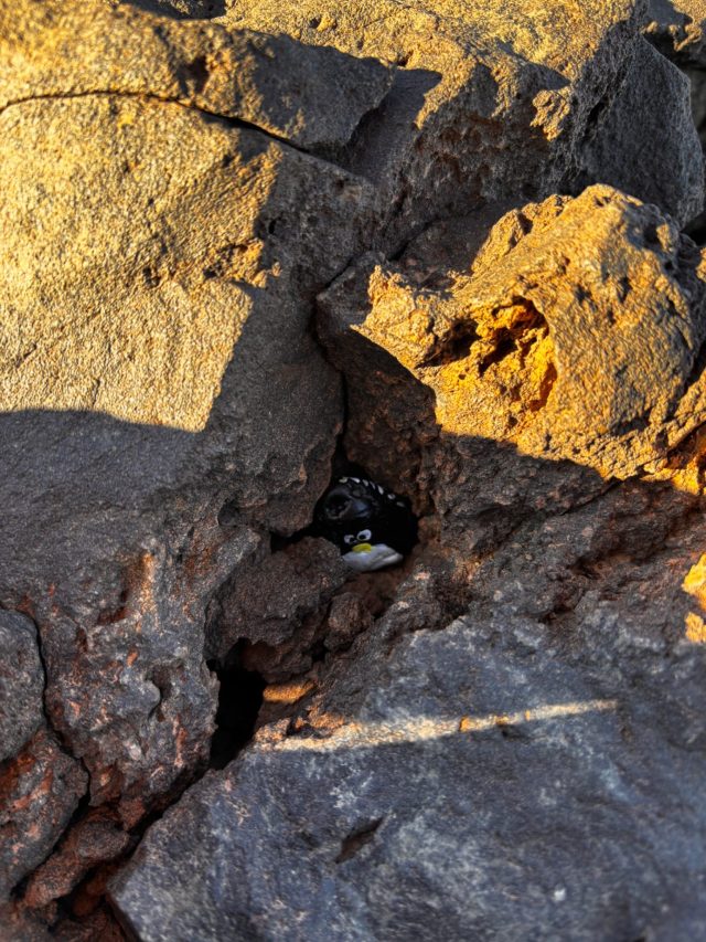 Hand-painted penguin stone #94 hidden at On the route to Pico Viejo, La Orotava, Spain (photo 4 of 5)
