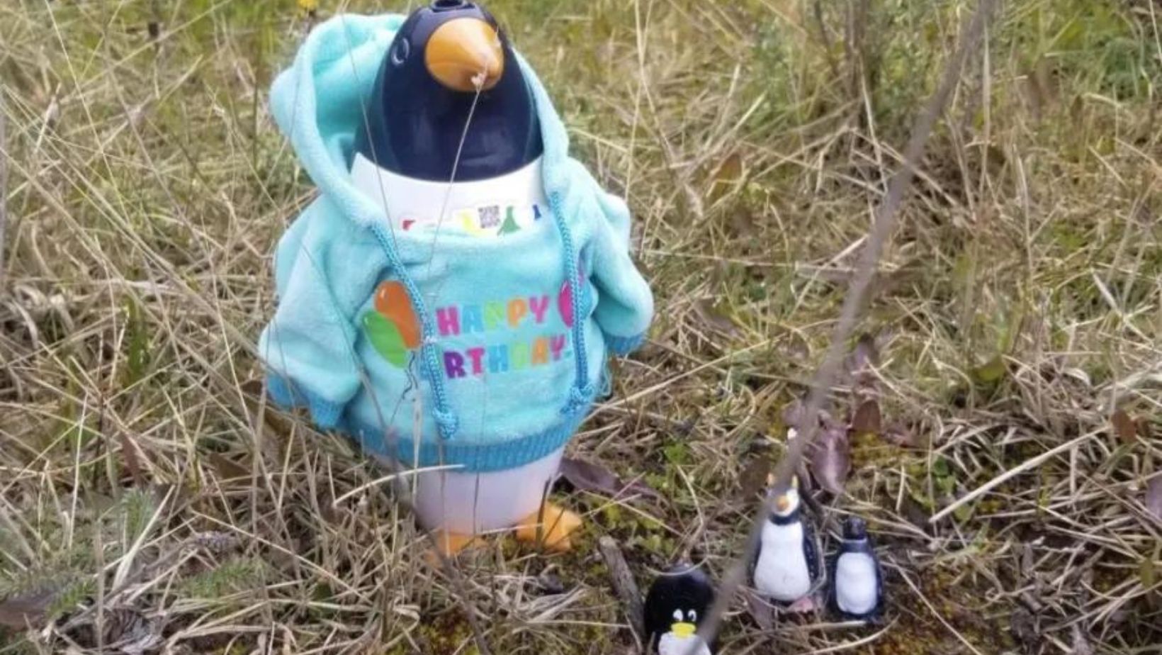 Hand-painted penguin stone #62 hidden at Parque Nacional Tierra del Fuego, Ushuaia, Argentina (photo 1 of 5)