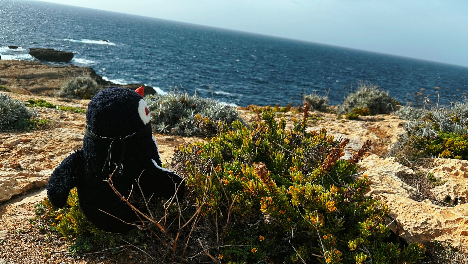 Hand-painted penguin stone #67 hidden at Dwerja Bay, Gozo, Malta (photo 1 of 5)