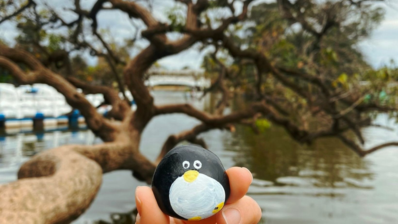 Hand-painted penguin stone #106 hidden at Palermo Rose Garden, Palermo, Argentina (photo 1 of 4)
