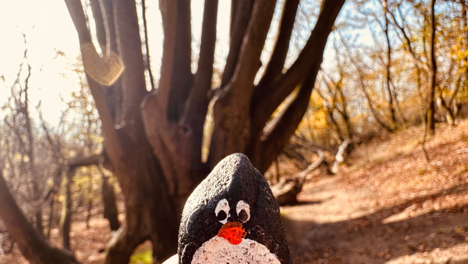 Hand-painted penguin stone #186 hidden at Mysterious Tree, Devinska Kobyla, Slovakia (photo 1 of 5)