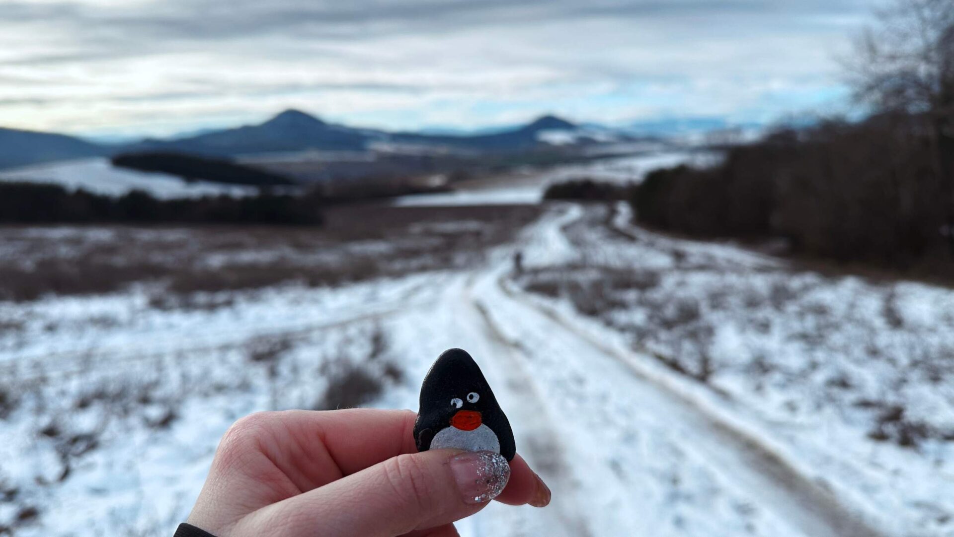 Hand-painted penguin stone #261 hidden at Hradzienka, Tulcik, Slovakia (photo 1 of 5)