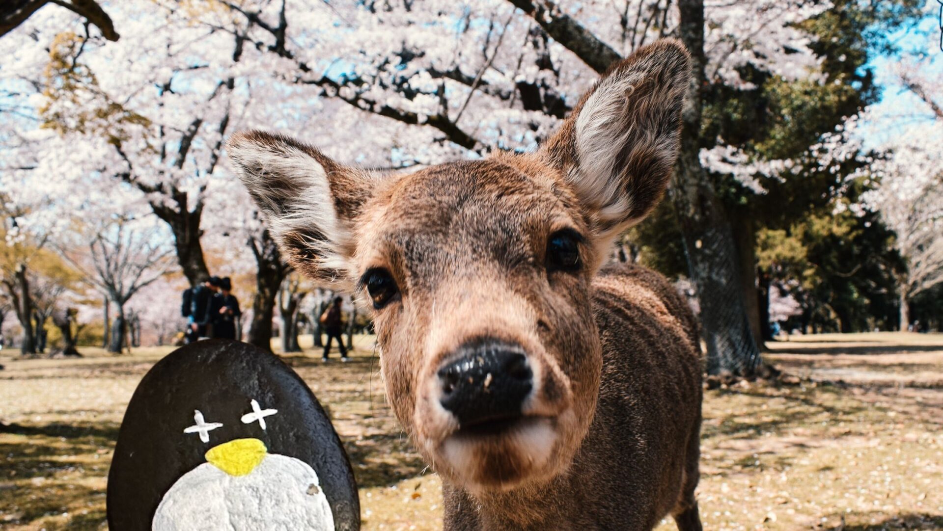 Hand-painted penguin stone #41 hidden at Nara Deer Park, Nara, Japan (photo 1 of 3)
