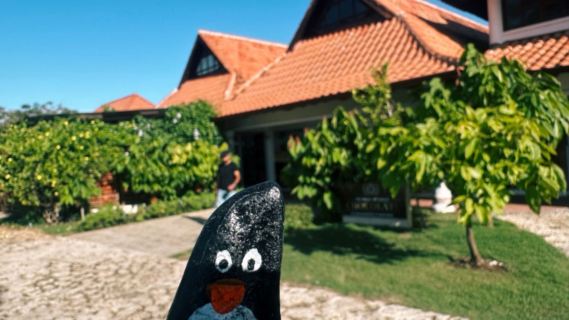 Hand-painted penguin stone #158 hidden at Mabel Chocolates, La Romana, Dominican Republic (photo 1 of 5)