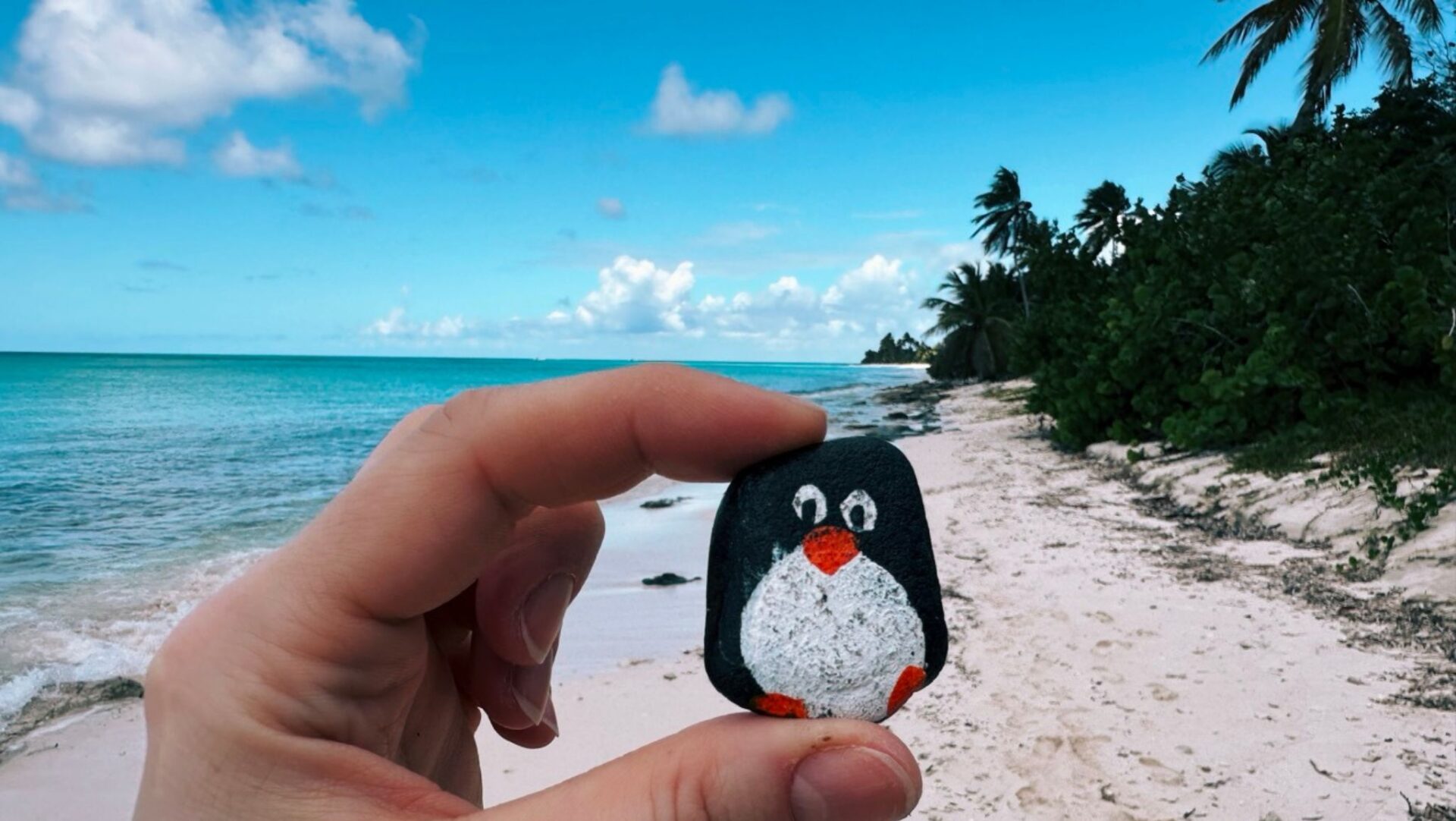 Hand-painted penguin stone #240 hidden at Playa el Toro, Saona Island, Dominican Republic (photo 1 of 4)