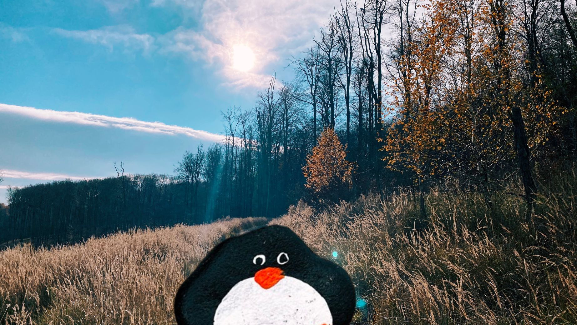 Hand-painted penguin stone #292 hidden at Somar, Little Carpathians, Slovakia (photo 1 of 4)
