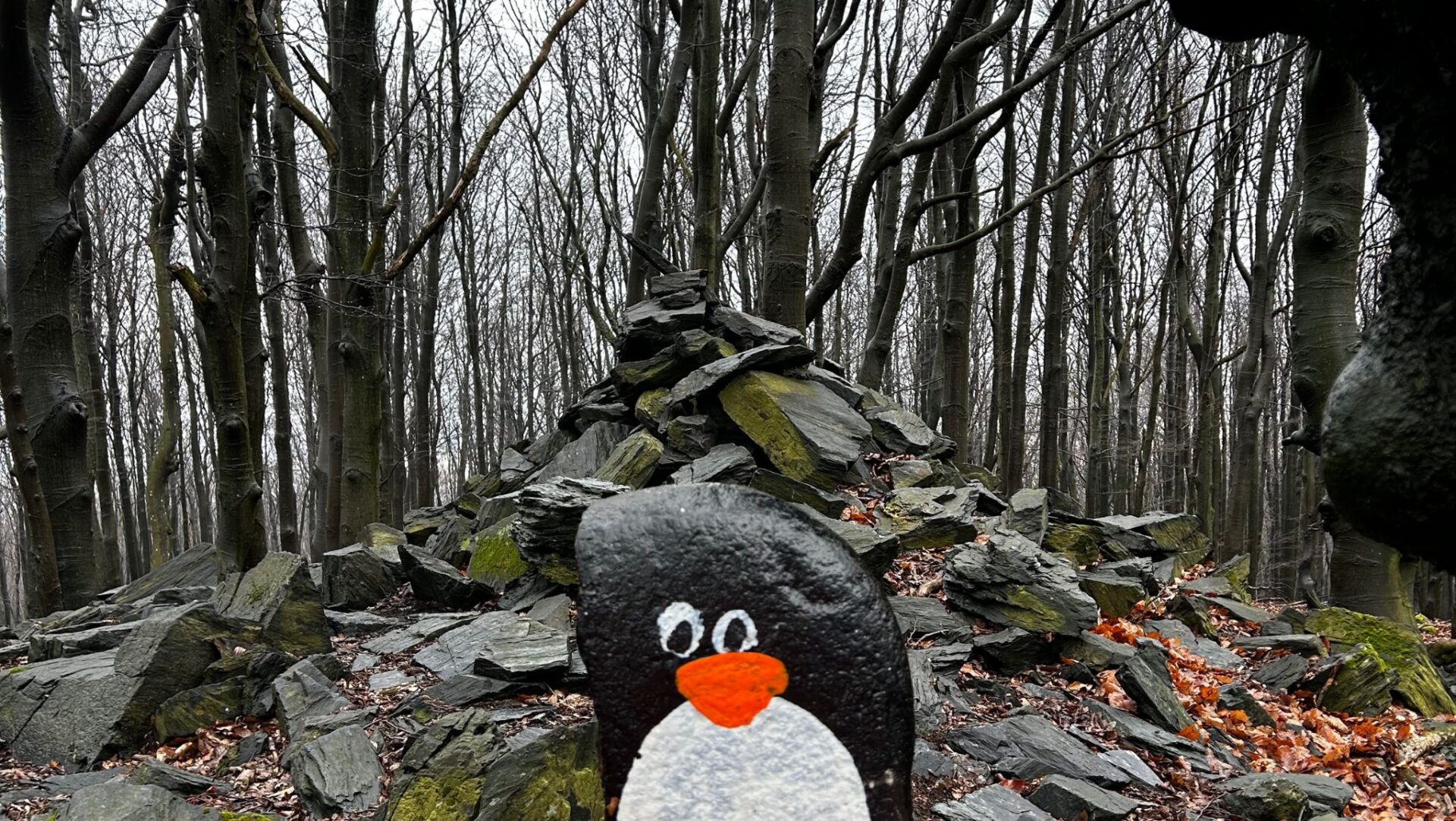 Hand-painted penguin stone #230 hidden at Devil's Hill, Little Carpathians, Slovakia (photo 1 of 5)