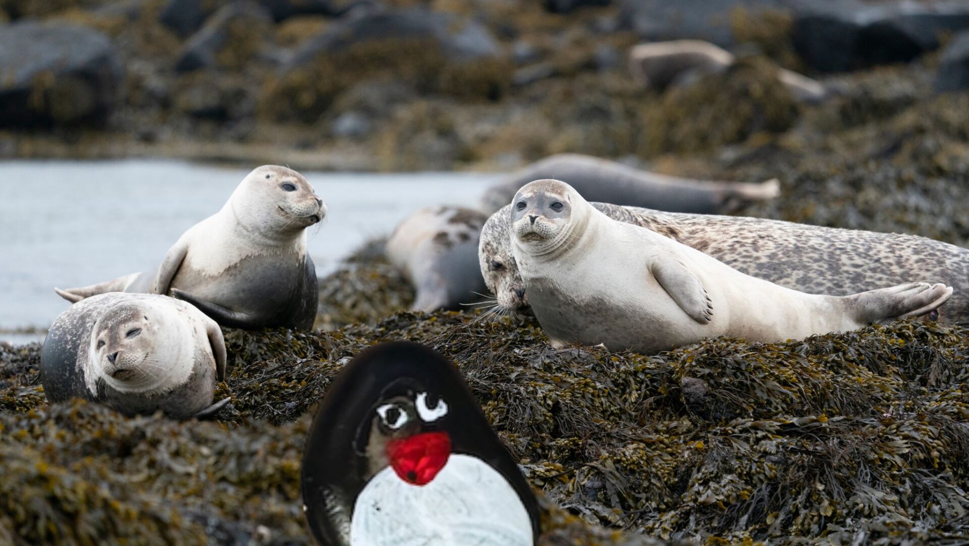 Hand-painted penguin stone #425 hidden at Ytri Tunga Beach, Snaefellsnes Peninsula, Iceland (photo 1 of 5)