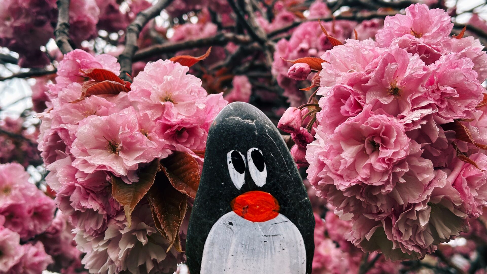 Hand-painted penguin stone #324 hidden at Deaconess Garden, Edinburgh, United Kingdom (photo 1 of 5)