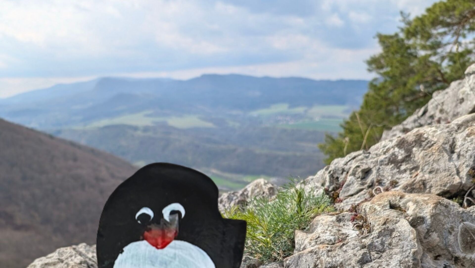Hand-painted penguin stone #401 hidden at Hajska skala, Raztocno, Slovakia (photo 1 of 5)