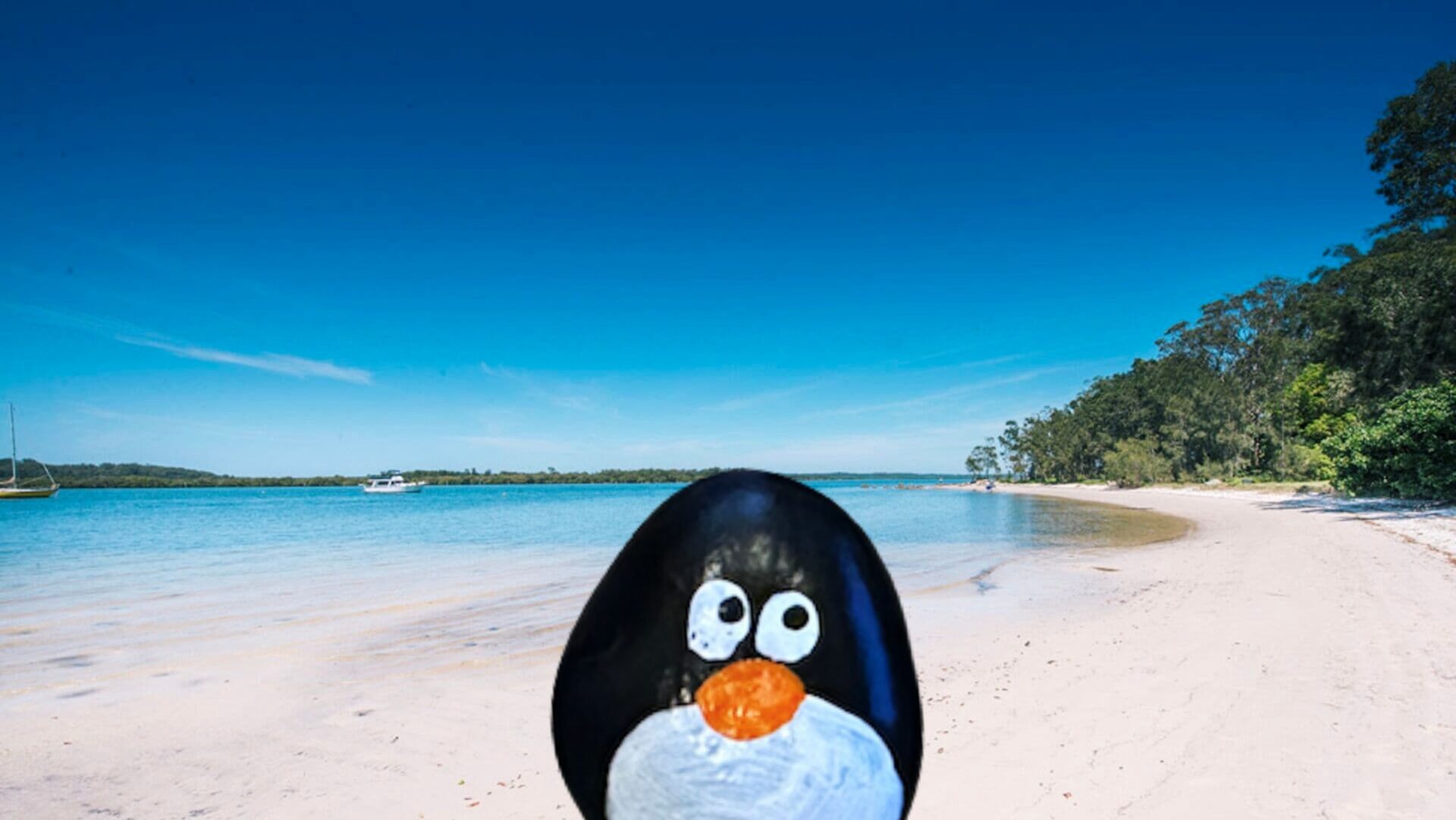 Hand-painted penguin stone #658 hidden at Mallabula Beach, Tilligerry Habitat, Australia (photo 1 of 5)