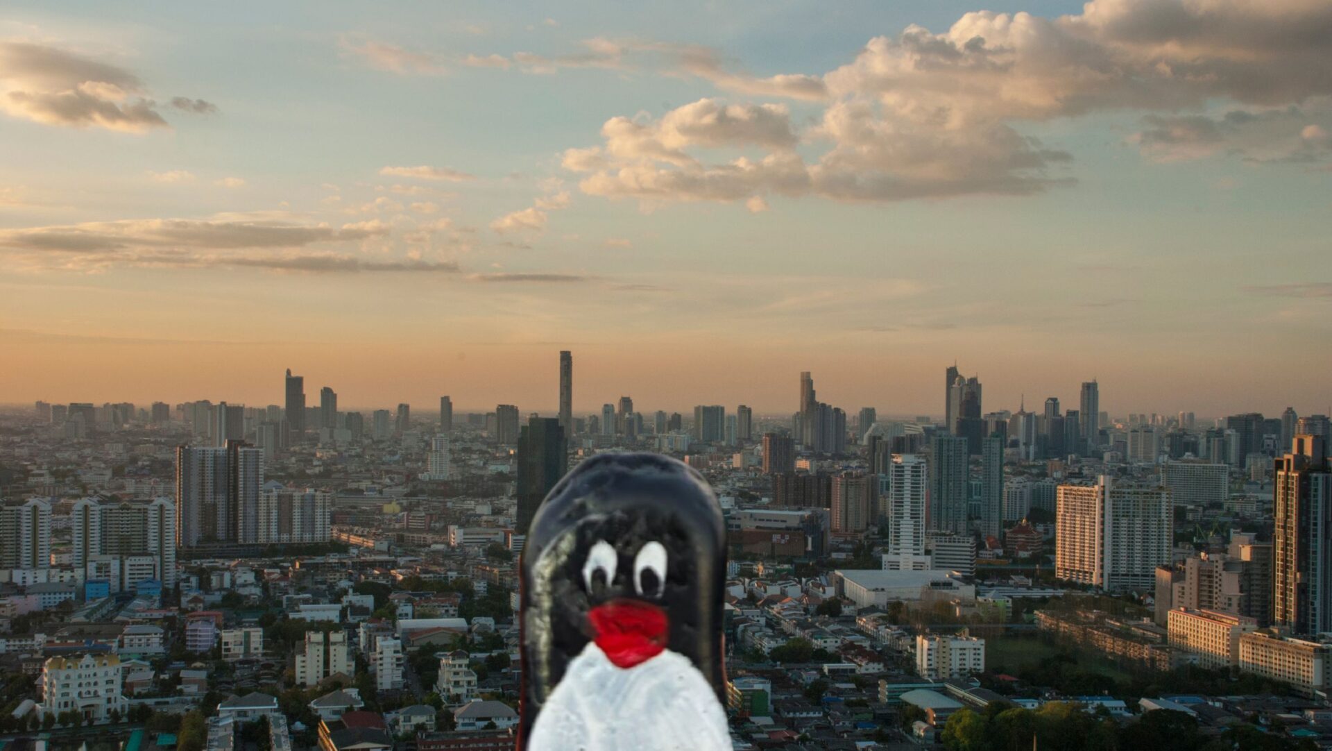 Hand-painted penguin stone #435 hidden at Mount Coot-Tha Summit Lookout, Brisbane, Australia (photo 1 of 5)
