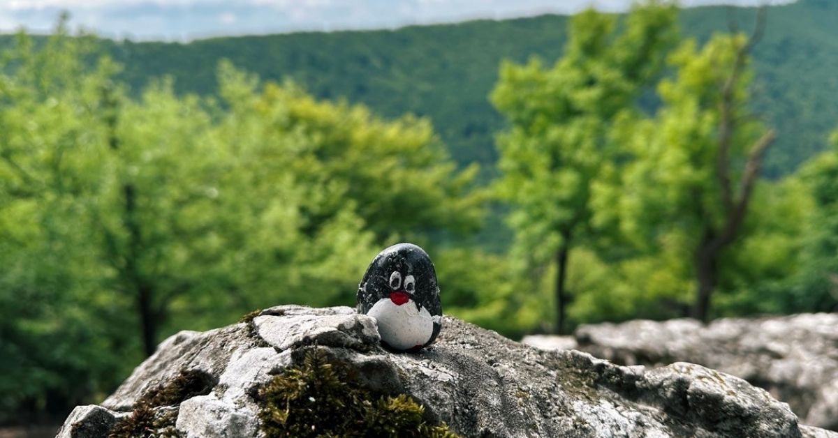 Hand-painted penguin stone #461 hidden at Viewpoint near Ostry Kamen, Little Carpathians, Slovakia (photo 1 of 5)