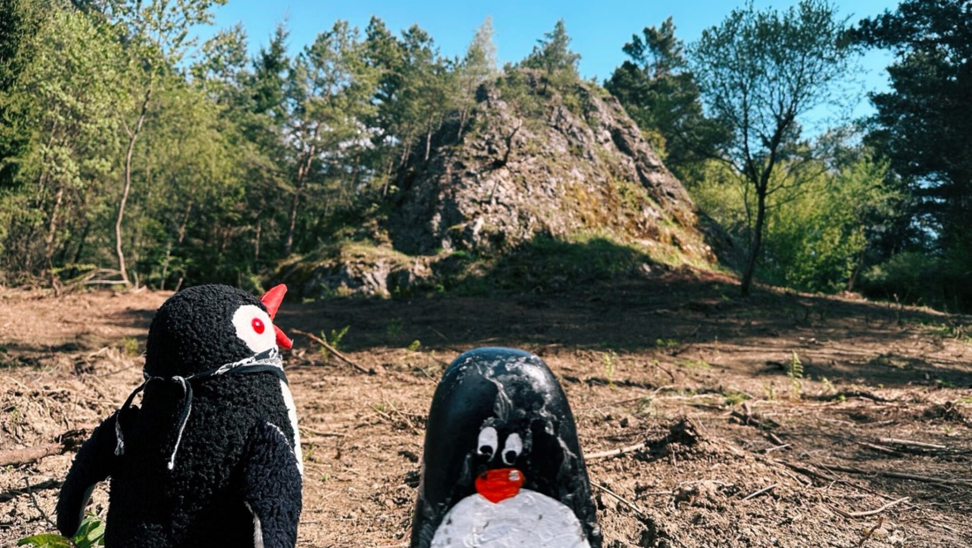 Hand-painted penguin stone #474 hidden at Sharp Rock, Chmelnica, Slovakia (photo 1 of 5)