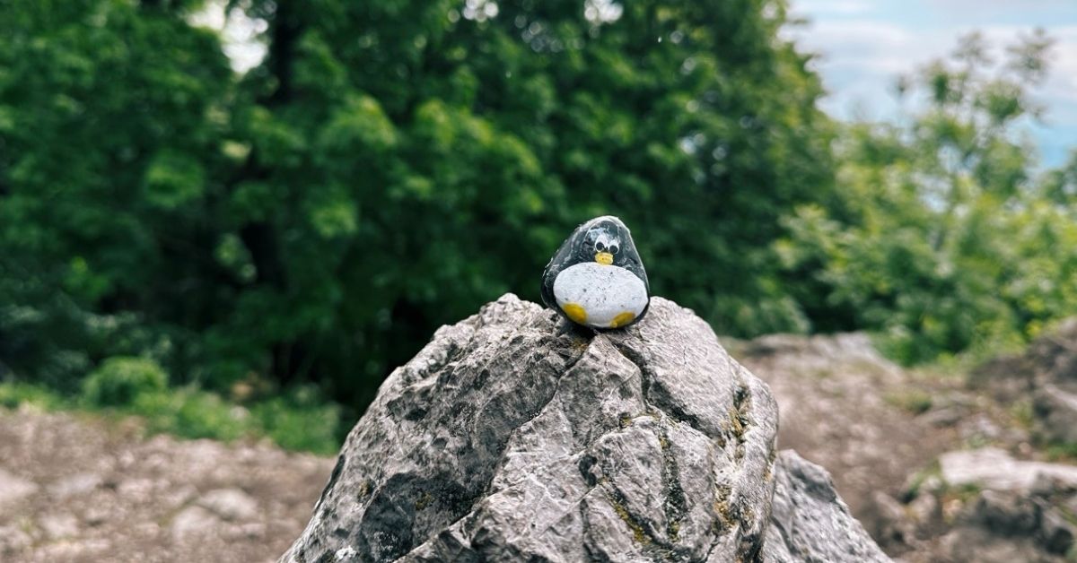 Hand-painted penguin stone #494 hidden at Tree, Little Carpathians, Slovakia (photo 1 of 5)