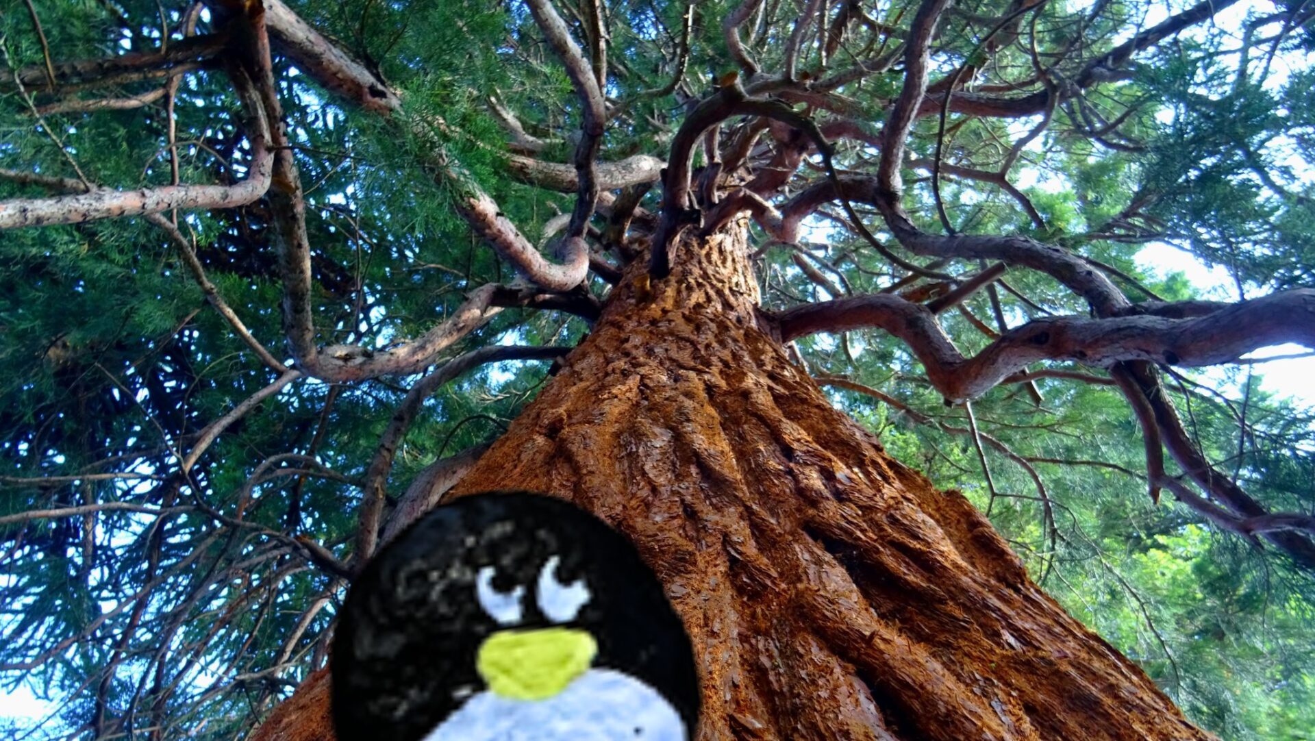 Hand-painted penguin stone #565 hidden at The Redwoods Otways, Victoria, Australia (photo 1 of 5)