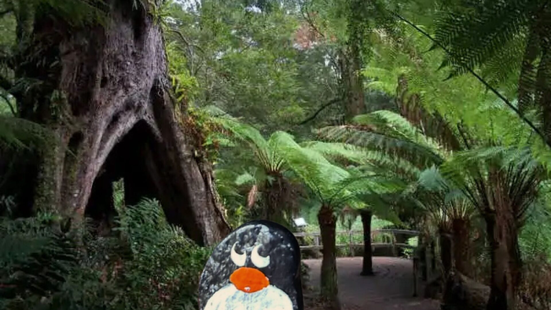 Hand-painted penguin stone #625 hidden at Maits Rest Rainforest Walk, Victoria, Australia (photo 1 of 5)
