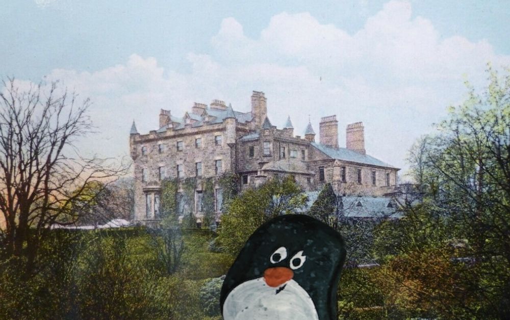 Hand-painted penguin stone #477 hidden at The Tombs, Coatbridge, United Kingdom (photo 1 of 5)