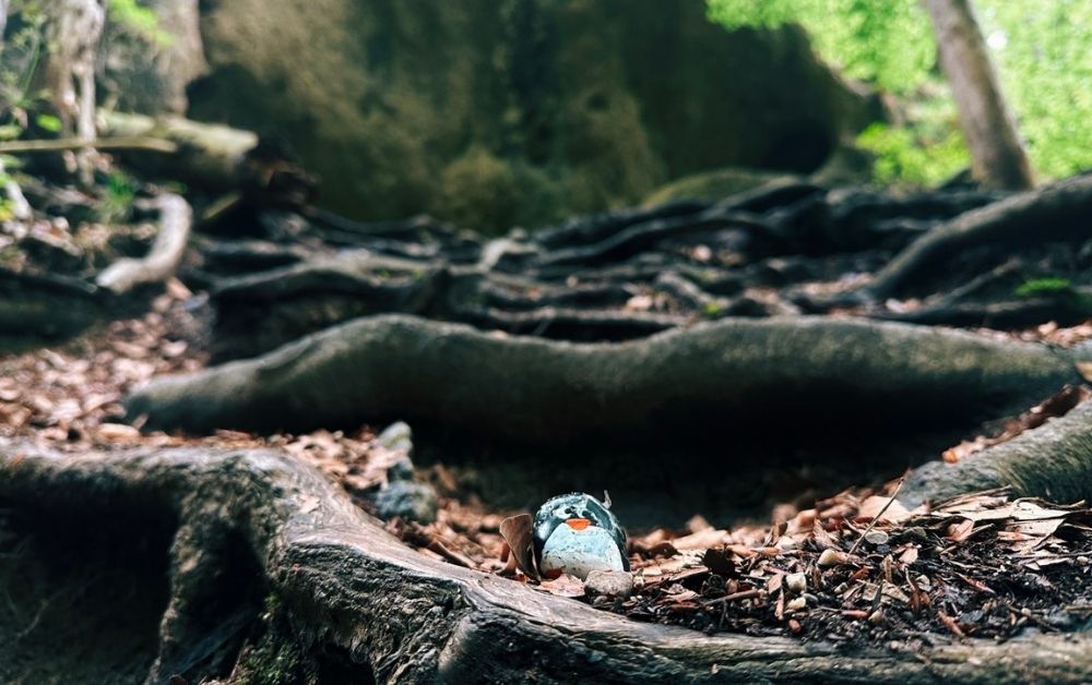 Hand-painted penguin stone #533 hidden at Rock Formation, Sulov Rocks, Slovakia (photo 1 of 5)