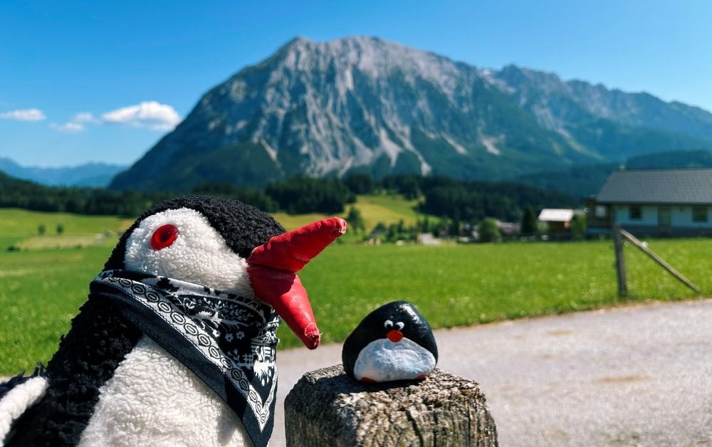 Hand-painted penguin stone #621 hidden at Trees, Tauplitz, Austria (photo 1 of 5)