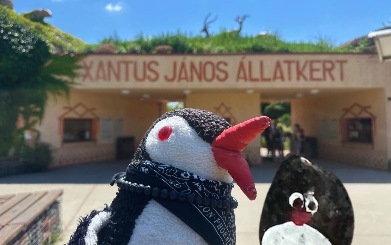 Hand-painted penguin stone #522 hidden at Gyor Zoo, Gyor, Hungary (photo 1 of 5)