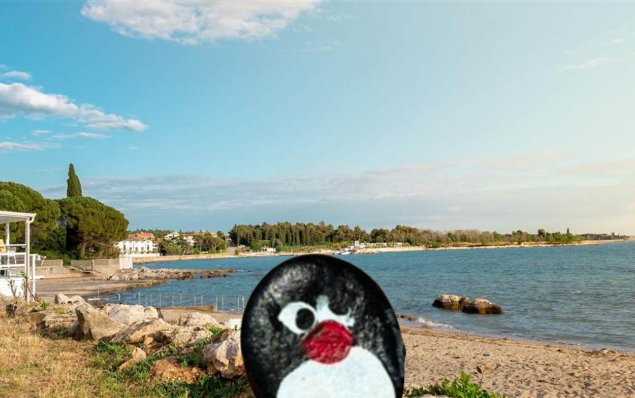 Hand-painted penguin stone #585 hidden at Zambratija Beach, Zambratija, Croatia (photo 1 of 5)