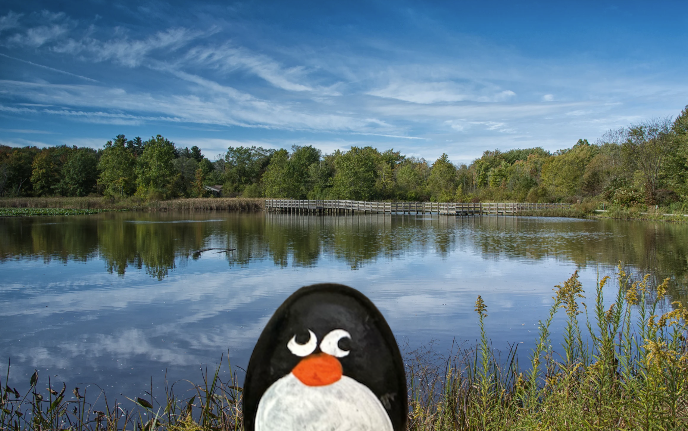 Hand-painted penguin stone #623 hidden at Trexler Nature Preserve, Pennsylvania, United States (photo 1 of 5)