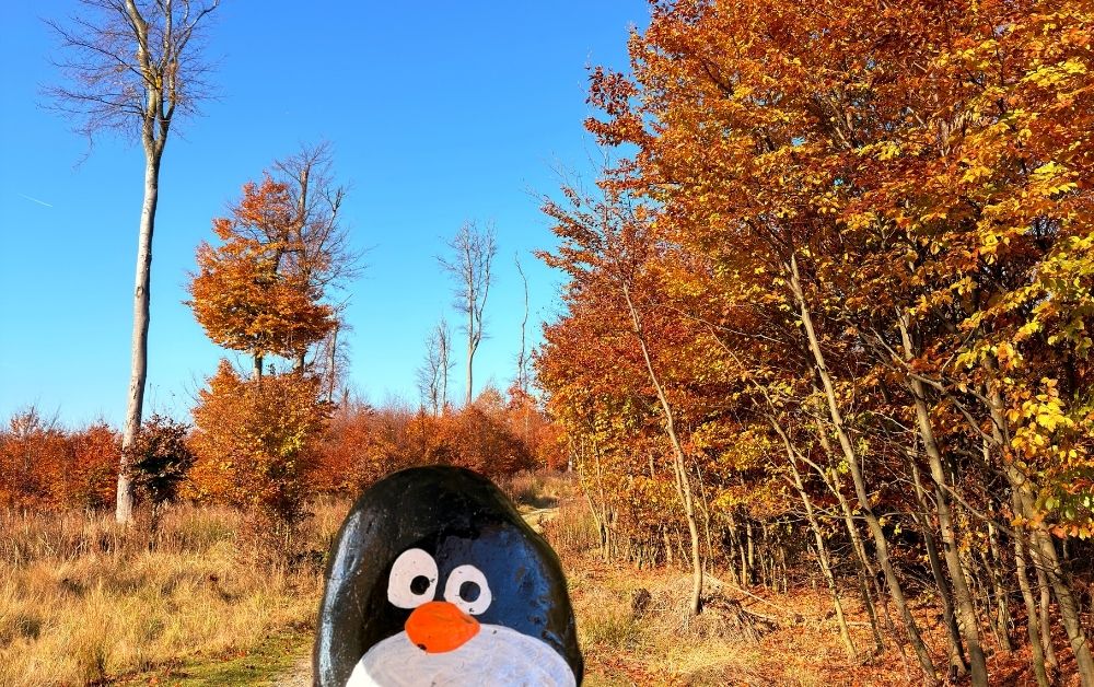 Hand-painted penguin stone #850 hidden at Tree close to Vydrica, The Little Carpathians, Slovakia (photo 1 of 5)